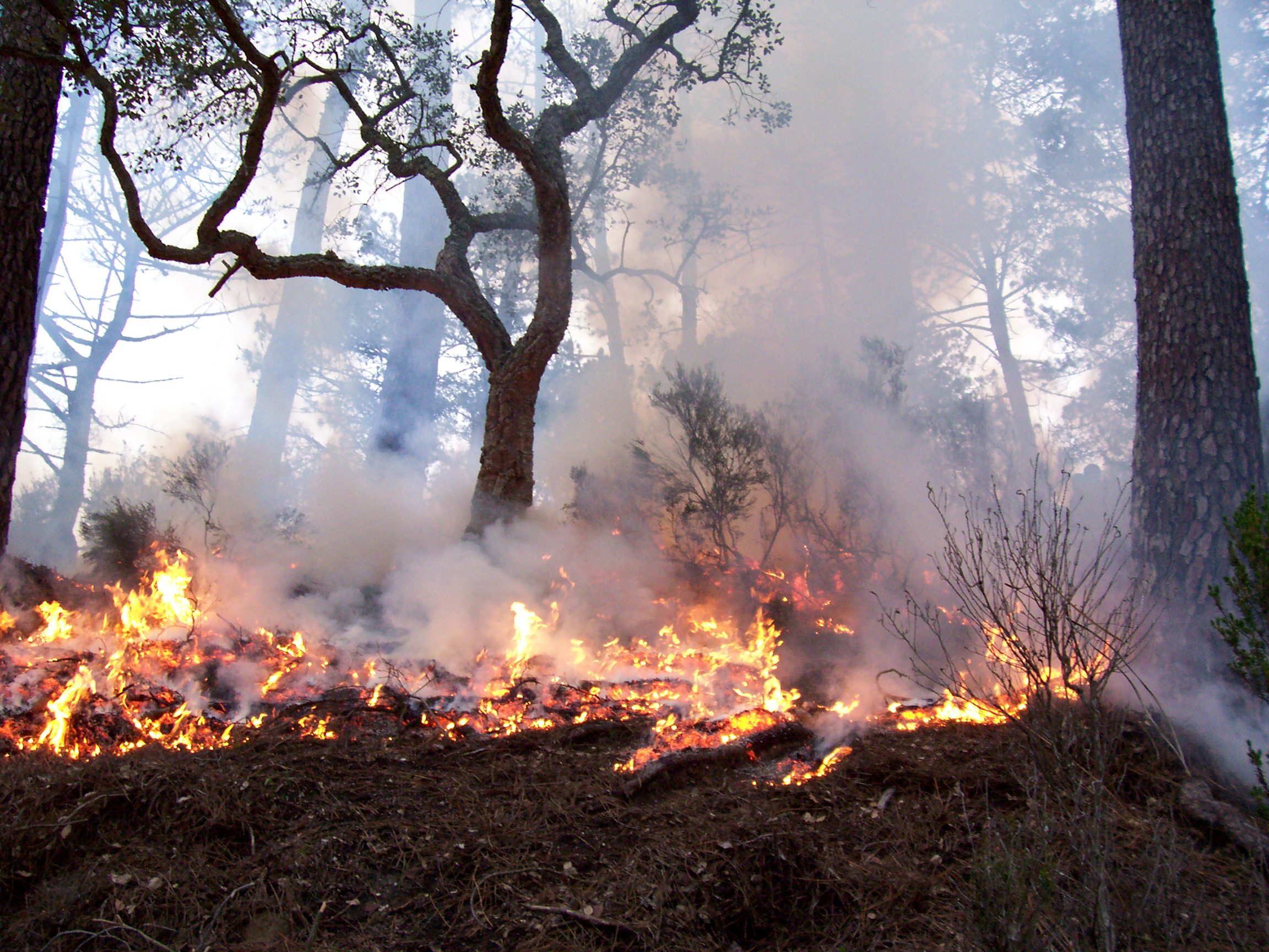 Perote, el municipio con más superficie afectada por incendio forestal; van 165 este 2023