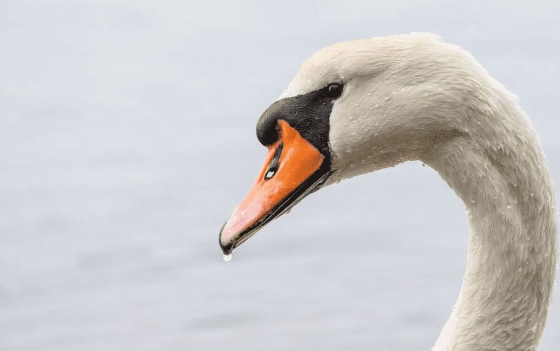 NY: Arrestan a 3 jóvenes por robar y comerse a una mamá cisne