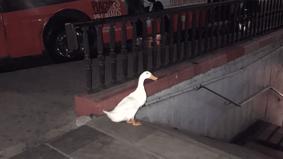 Pato escapa de lago de Chapultepec e intenta ingresar al Metro