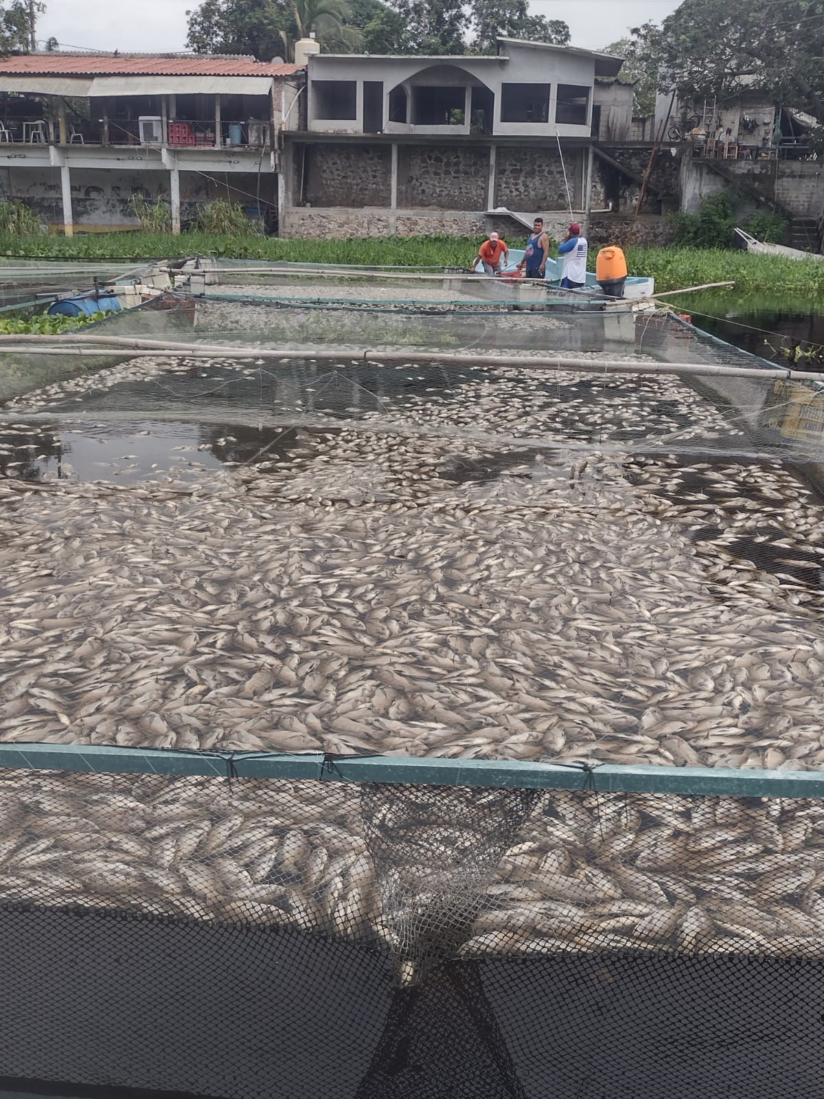 Se registra mortandad de peces en el Río Actopan, provocado por desechos tóxicos.