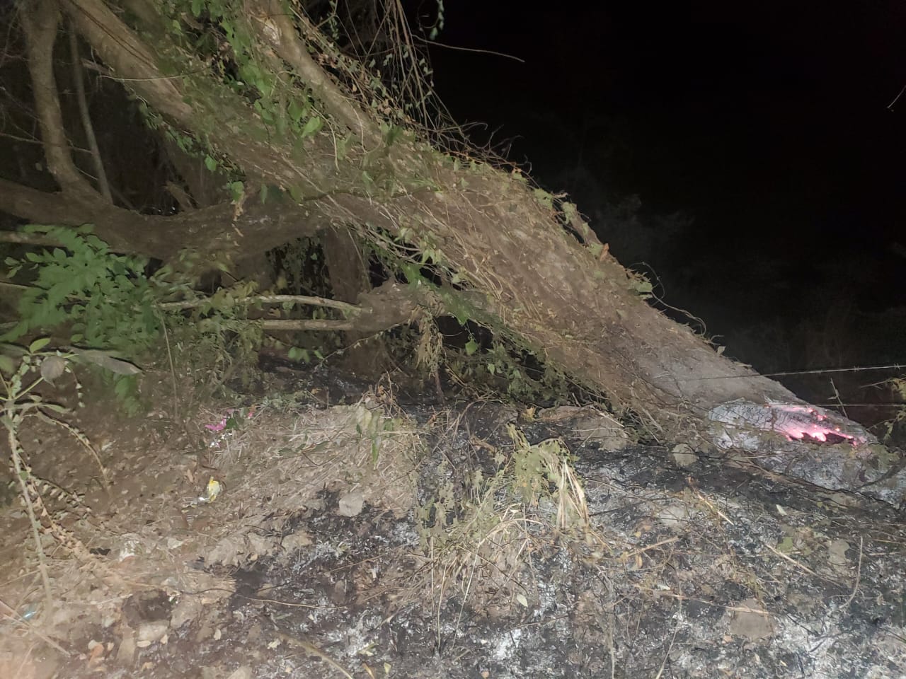 Cayó árbol y obstaculizó el paso de vehículos a unos metros de la curva de sanazca