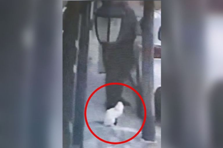 Un hombre le disparó a un gato: se viraliza video de la agresión en Tlalnepantla