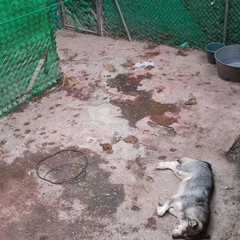 Alerta de maltrato animal: dos perritos llevan meses abandonados en un patio sin comida y sufren por la lluvia