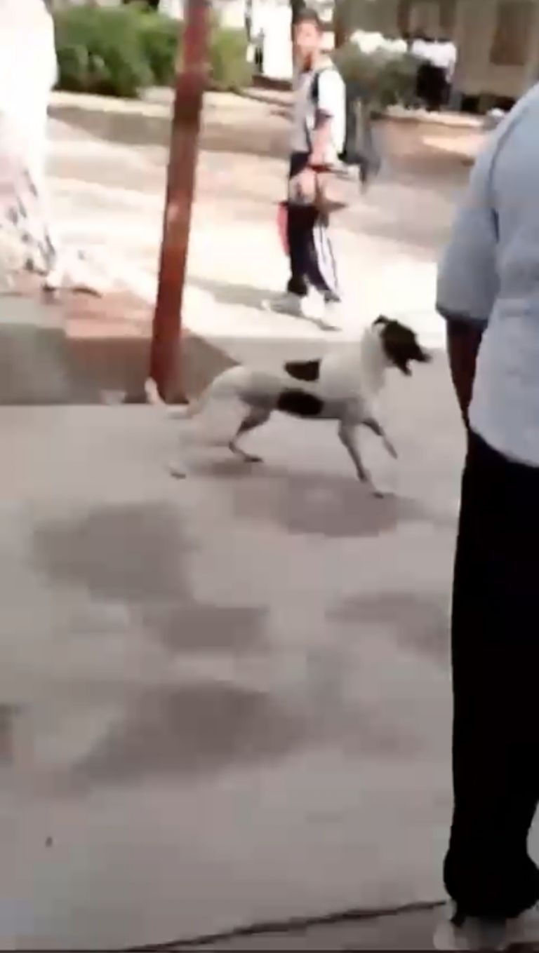 «Se están manchando»: alumnos denuncian maltrato animal en Escuela Secundaria de Oaxaca