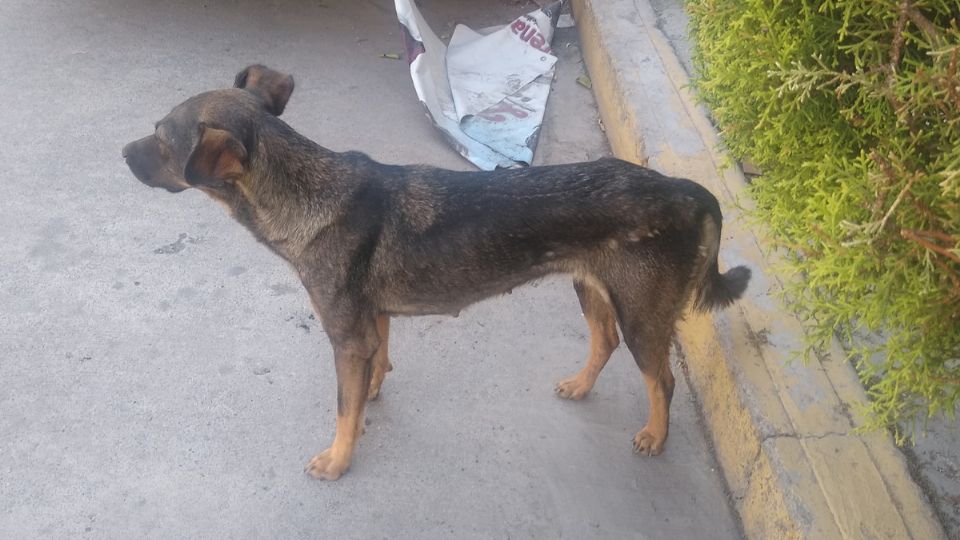 El indignante caso de una perrita que fue abus4da s3xu4lmente, los supuestos dueños negaron que fuera suya