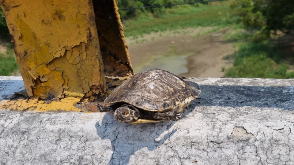 Alerta en Tabasco por altas temperaturas: reportan niveles bajos de ríos