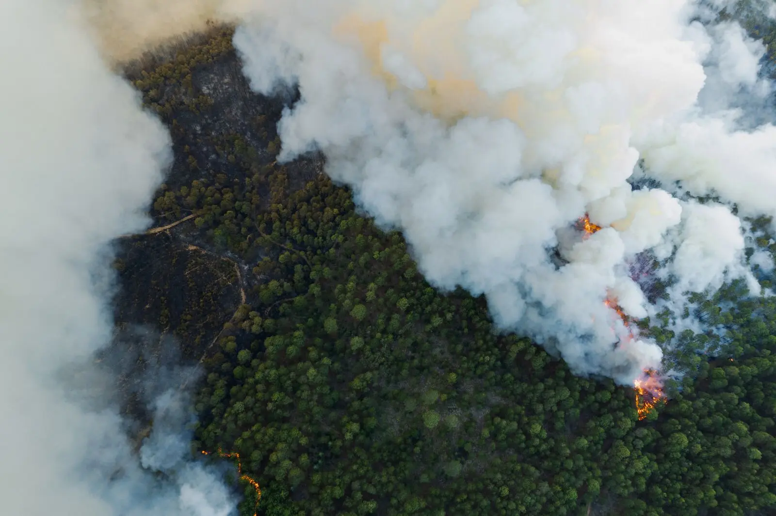 Por aire y suelo combaten 15 incendios forestales activos en Veracruz