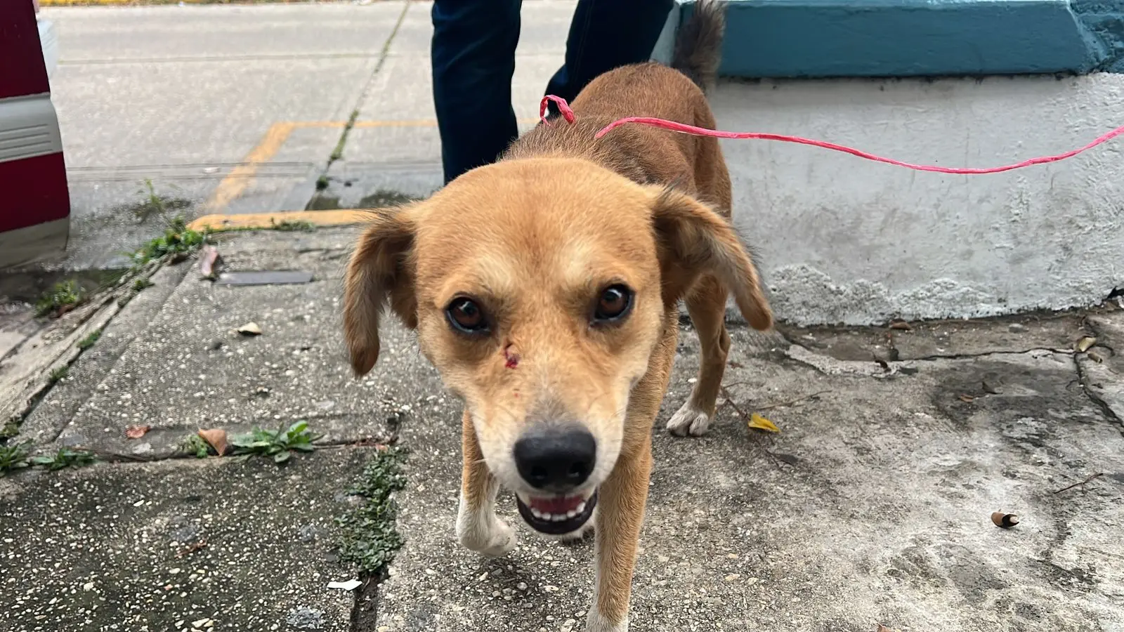 Perrito fue abandonado en Coatza tras perseguir auto de sus dueños