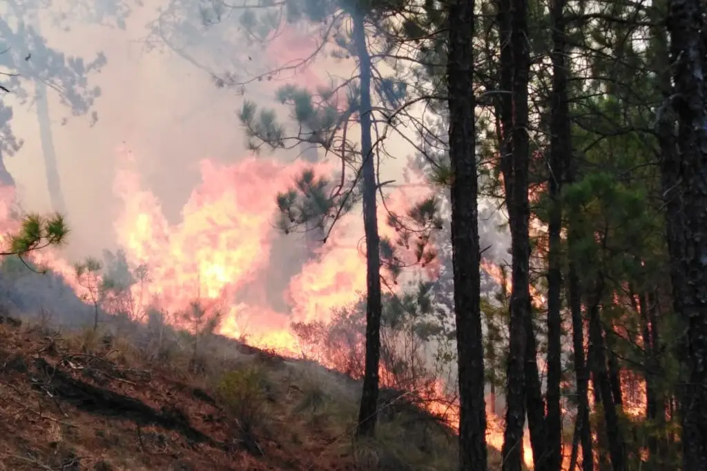 Veracruz, en 9° lugar a nivel nacional por incendios forestales