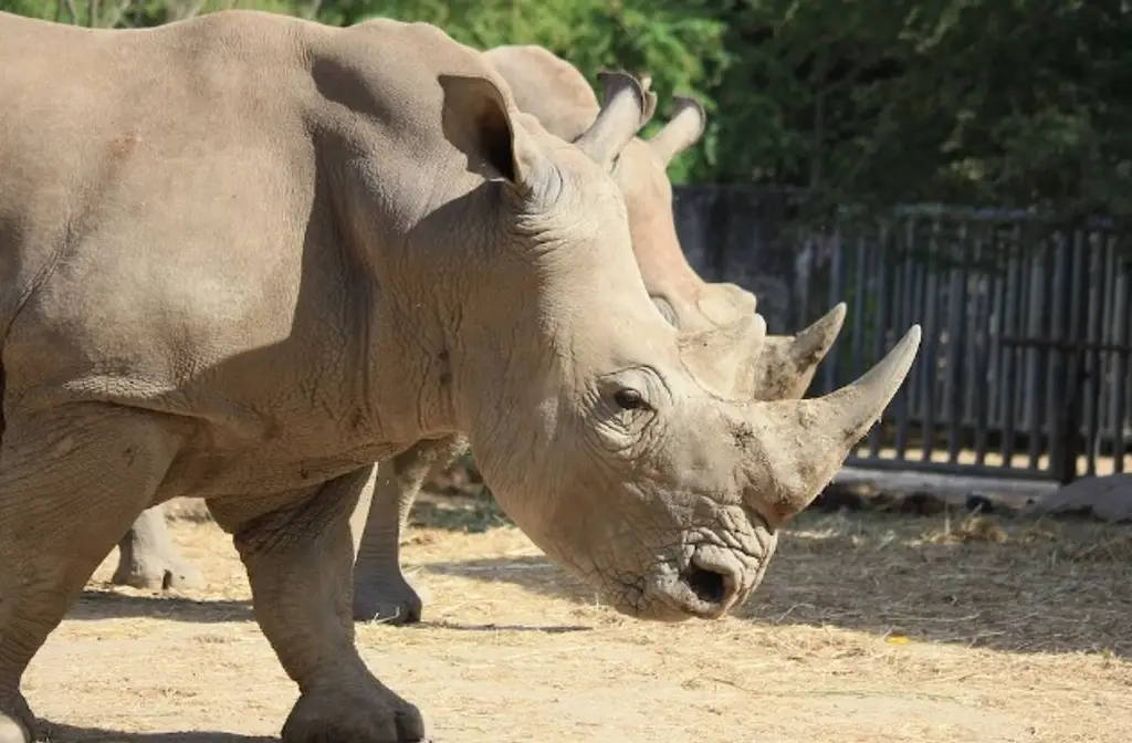 Logran obtener 5 embriones del rinoceronte blanco; está en peligro de extinción