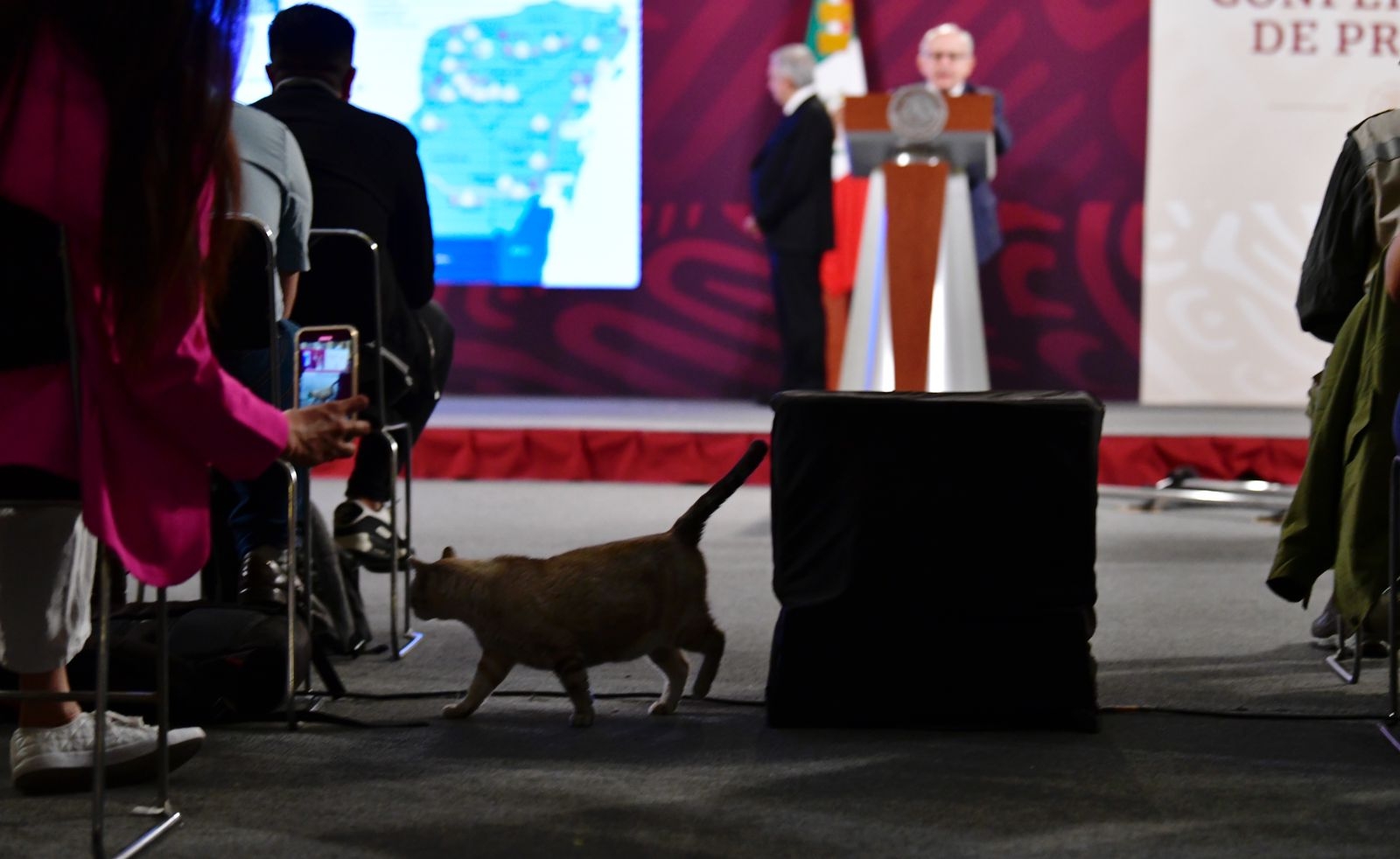 Zeus, uno de los gatos de Palacio Nacional, se cuela en la conferencia de AMLO