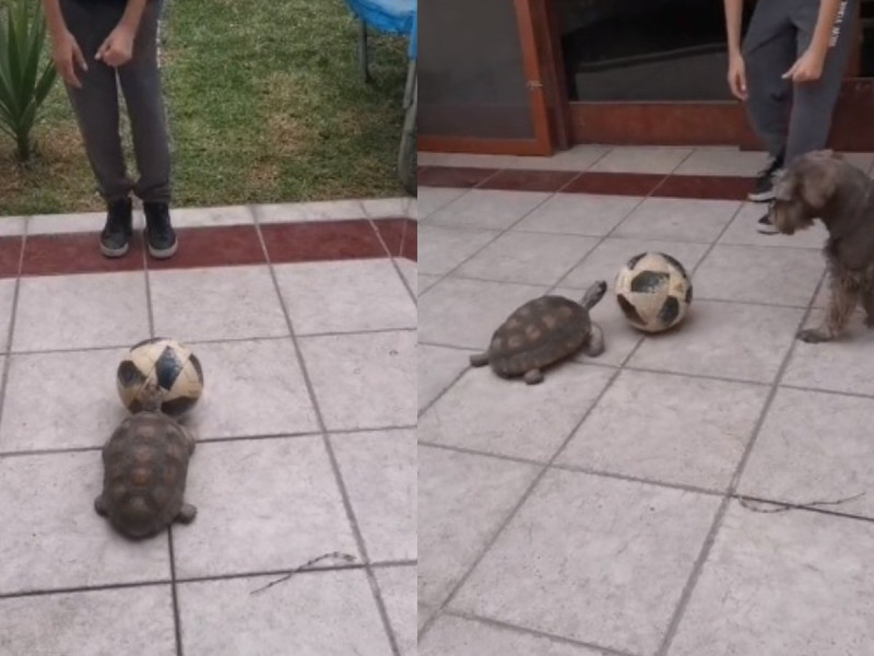 Tortuga sorprende jugando futbol y causa ternura en redes sociales