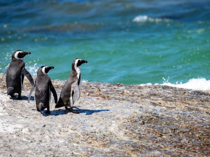 Hallan más de 5 mil pingüinos y varias especies muertas en las costas de Uruguay