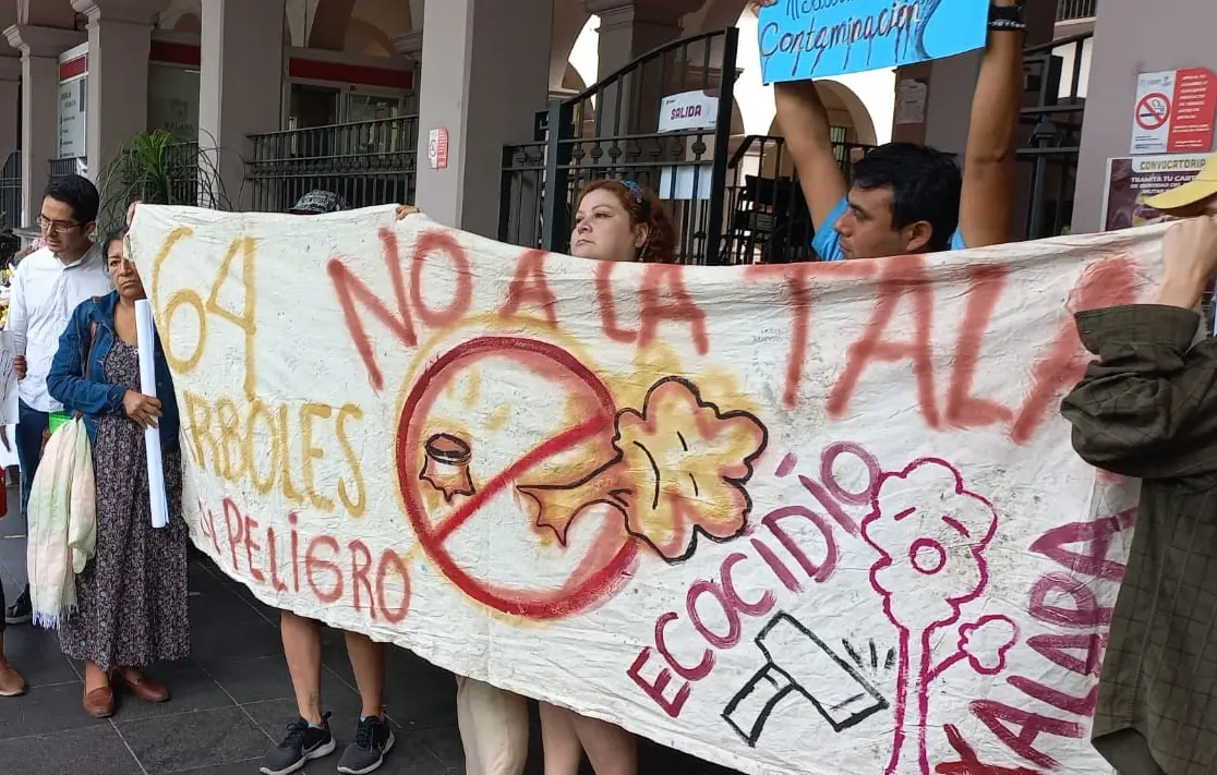 No más derribo de árboles, gritan ambientalistas frente a palacio de Xalapa