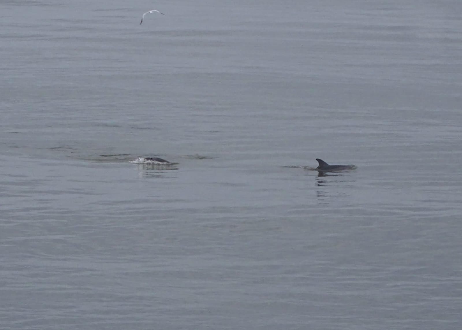 Delfines a la vista Cetáceos merodearon la zona de las escolleras de Coatza