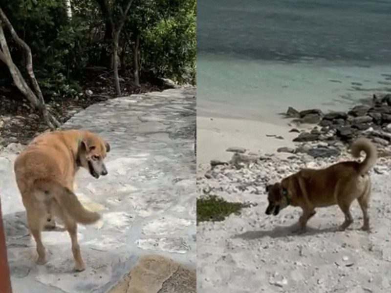 Perrito ciego y sordo ‘trabaja’ para Airbnb y lleva turistas a la playa