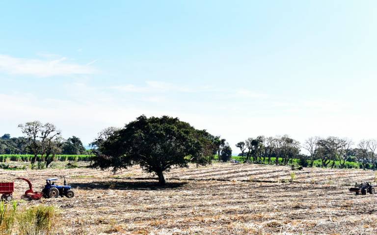 Veracruz, con déficit de lluvias similar a periodo más extremo de año 1998