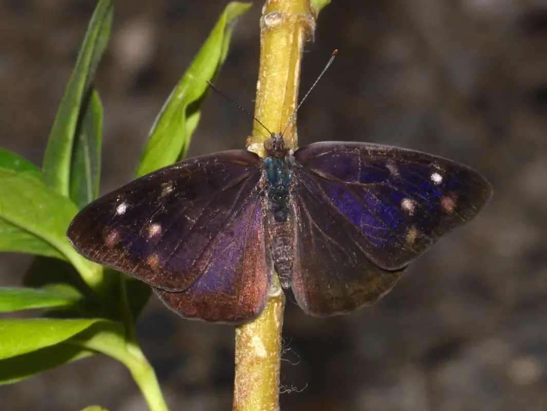 Migración de mariposas sorprende a Xalapa ¿de qué especie son?