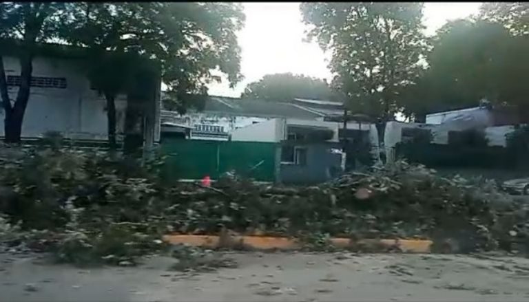 De noche, derriban más de 60 árboles en Lázaro Cárdenas en Xalapa