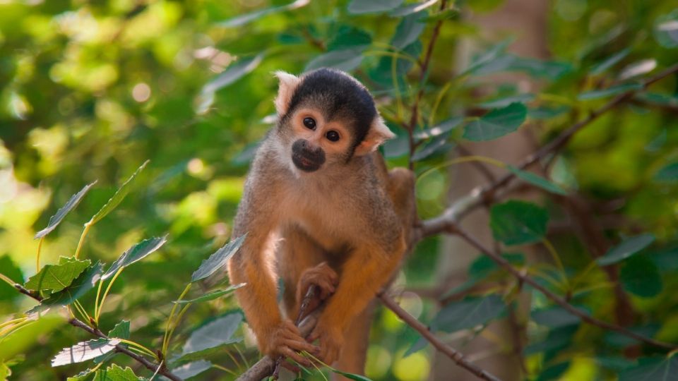 Profepa resguarda a especies exóticas en CDMX