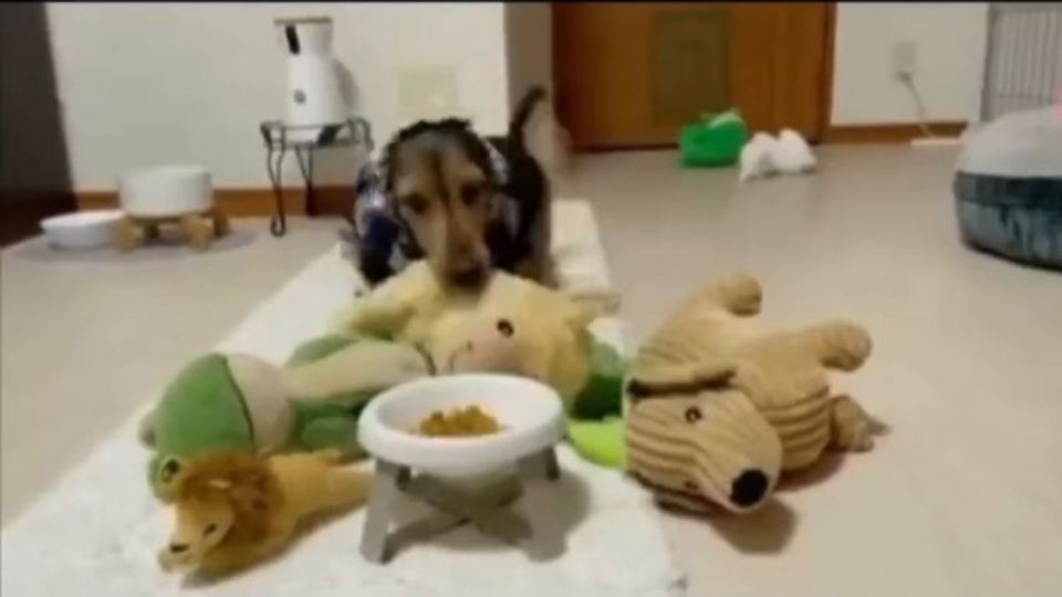 Perrito «derrite» de amor las redes por compartir su comida con sus amigos peluches