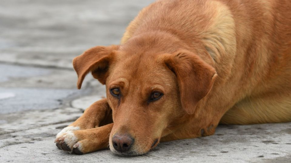 Hombre golpea y lanza a sus perros sin piedad contra una ventana, vecinos lo denuncian