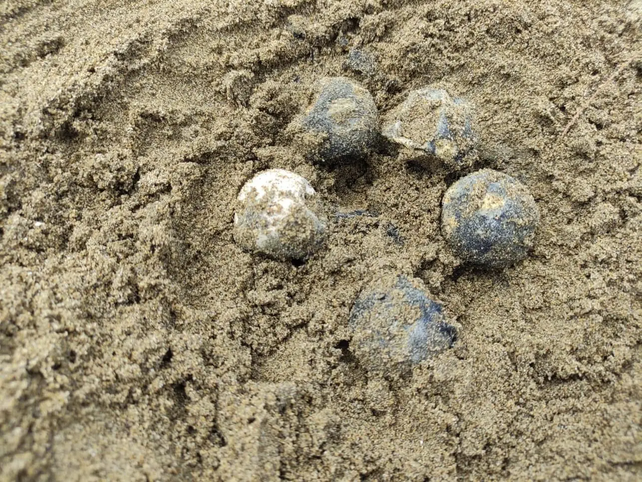 Ola de calor frustró nacimiento de tortugas marinas en Coatza