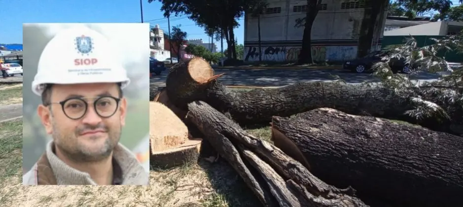 Hubiera sido más caro salvar árboles en Lázaro Cárdenas, reconoce SIOP