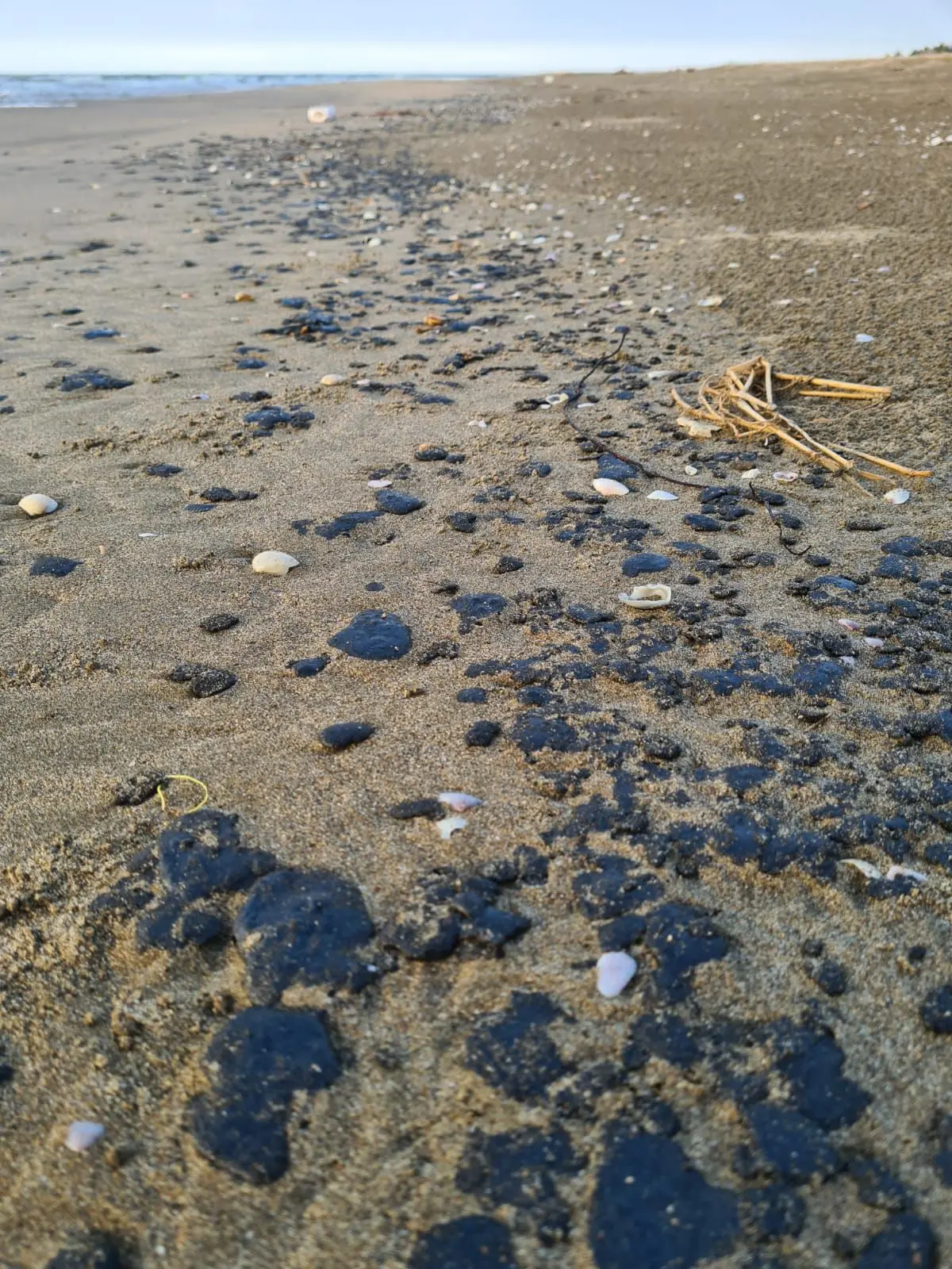 Derrame de hidrocarburo mata a tortugas marinas en Agua Dulce, Veracruz