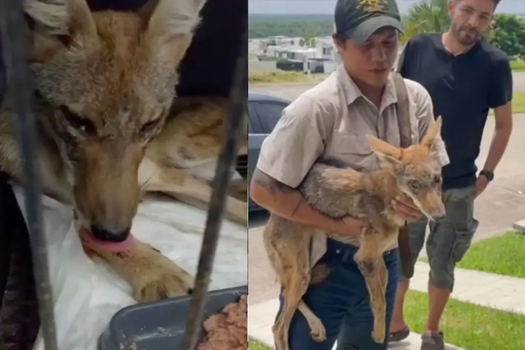 Rescataron a una coyote hembra en Punta Tiburón