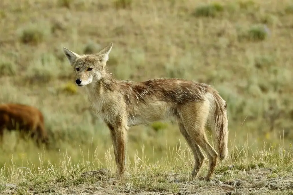 Avistan manadas de coyotes en Veracruz