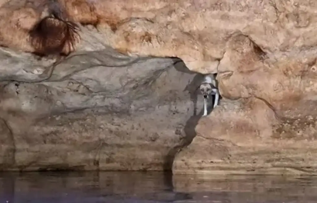 ¡Rescatan a ‘Shakira’! Pasó 4 días de angustia atrapada en un cenote