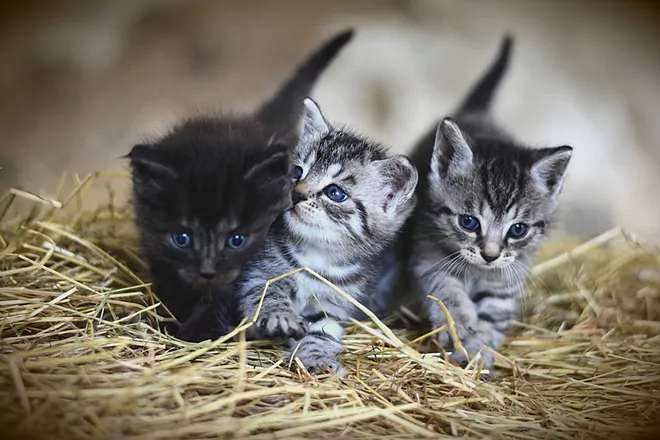 Día Internacional del Gato: origen, historia y por qué se celebra tres veces al año