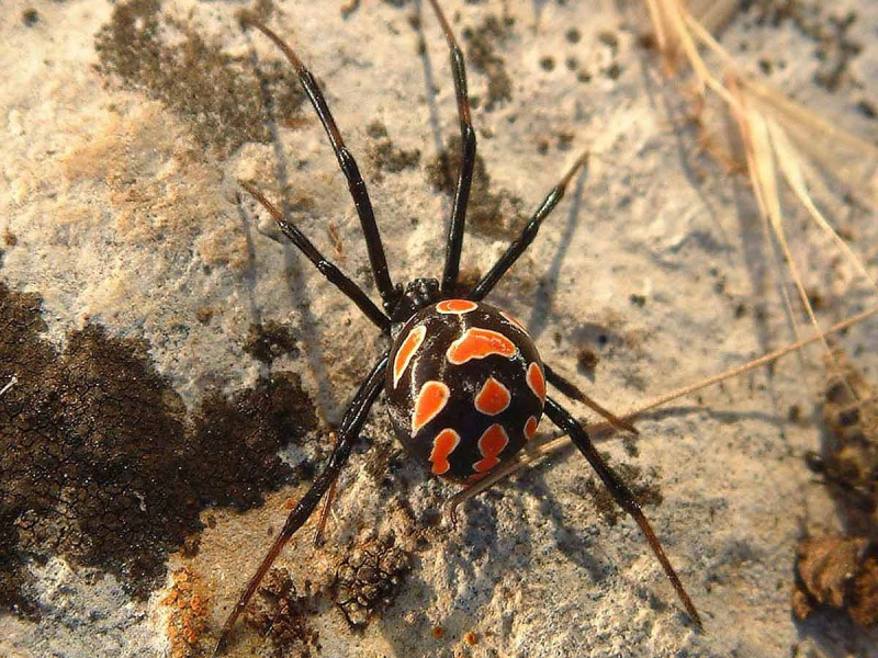 Niño quiere ser Spider-Man y se deja picar por una araña viuda negra