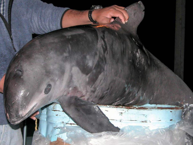 Lanzan Alerta de Extinción internacional para salvar a la vaquita marina