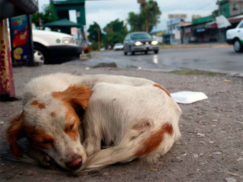 Denuncias por maltrato animal crecen aceleradamente en México