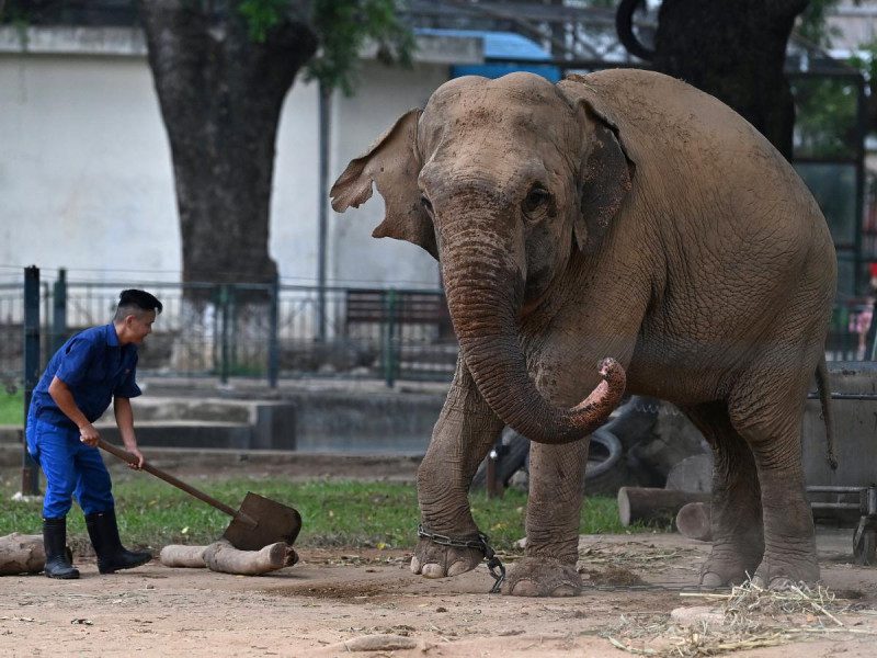 Encadenan a dos elefantes en un zoológico porque ‘no hay reja’; caso indigna