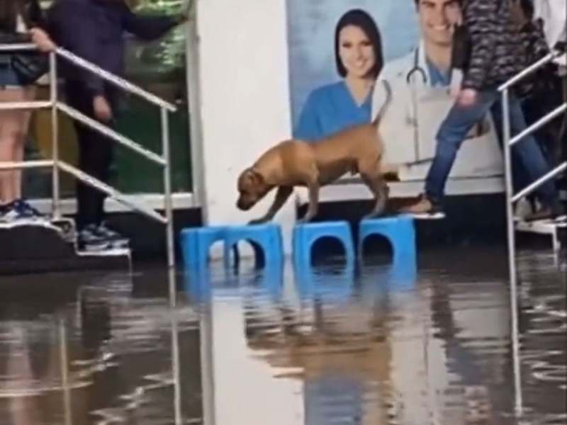 Ayudan a perrito a cruzar con bancos una inundación en Iztapalapa