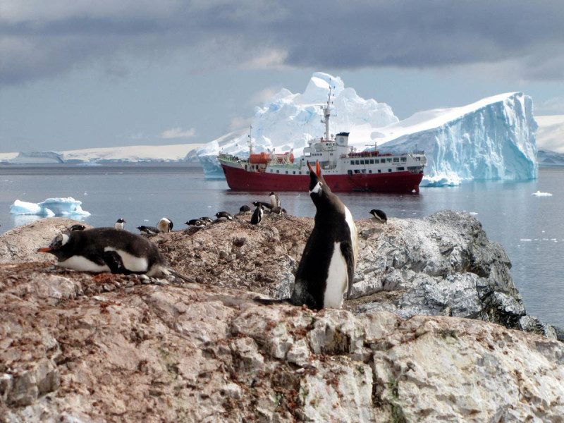 Deshielo ‘precoz’ del Polo Sur provocó que murieran miles de crías de pingüinos