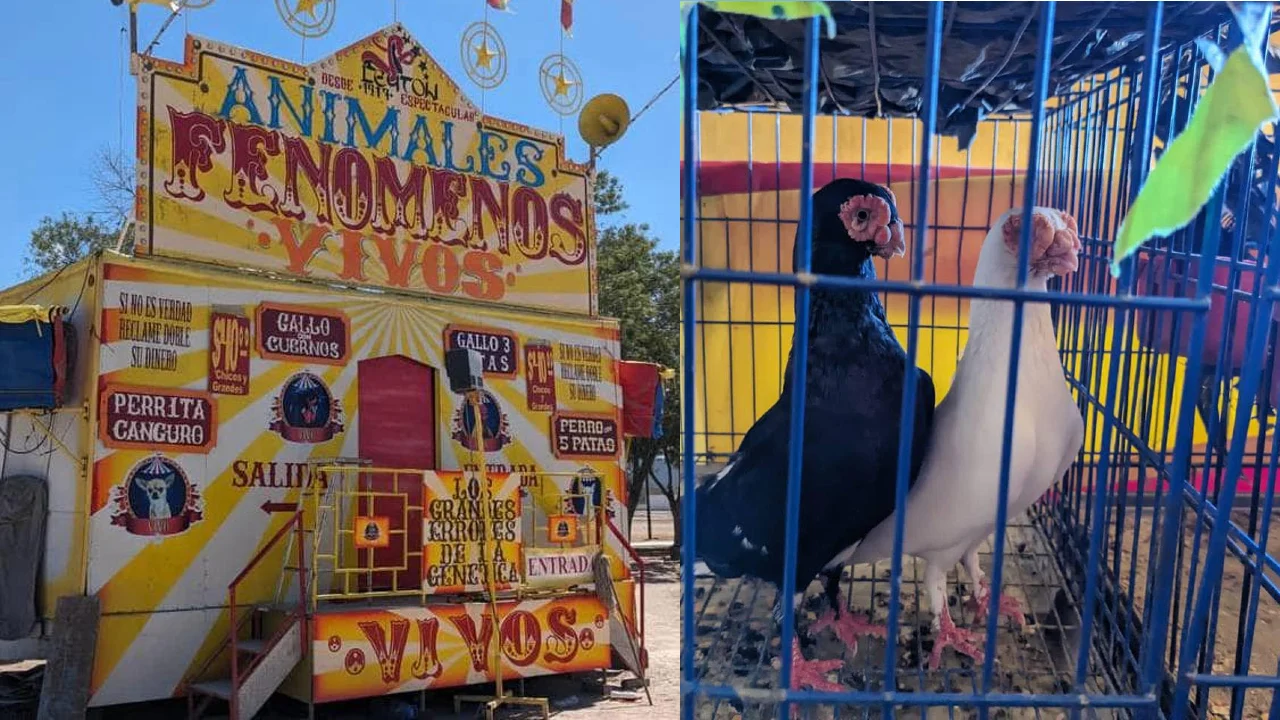 Clausuran feria que usaba a perros y aves con malformaciones como atracción en NL