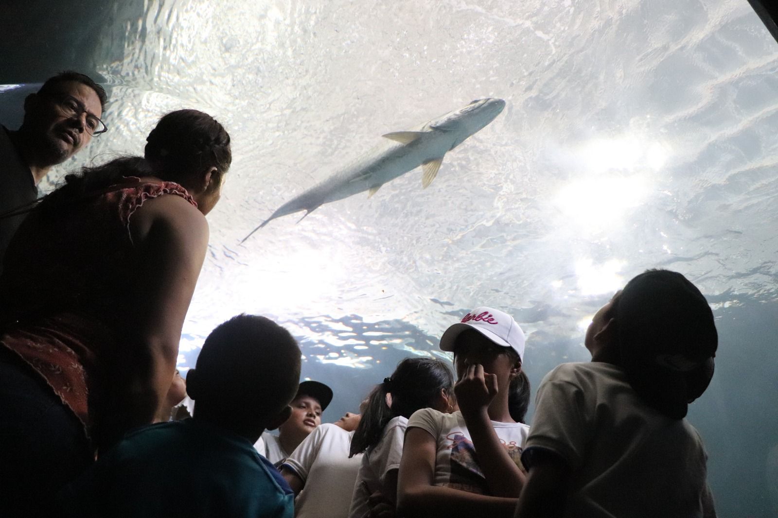 Casi 120 mdp le meterá PMA a ampliación de Aquarium de Veracruz