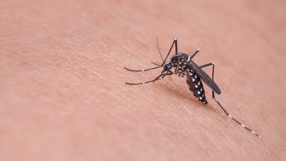 Dengue sigue a la alza en Yucatán: suman 2 decesos y mil 669 casos activos