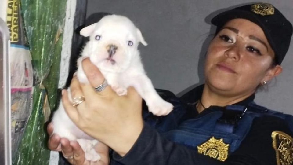 En operativo conjunto, aseguran a 25 perros de un criadero: 15 de ellos son cachorros