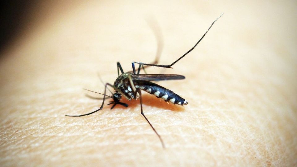 Alerta por aumento en casos de dengue: ¿qué es, cómo se transmite y cuáles son los síntomas?