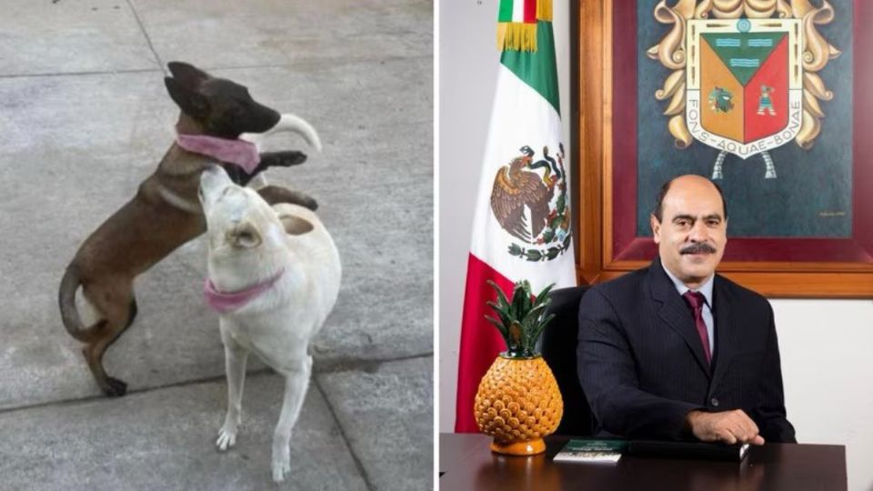 Alcalde de Michoacán explica por qué le disparó a dos perritos: piden justicia para «Buba» y Canela»