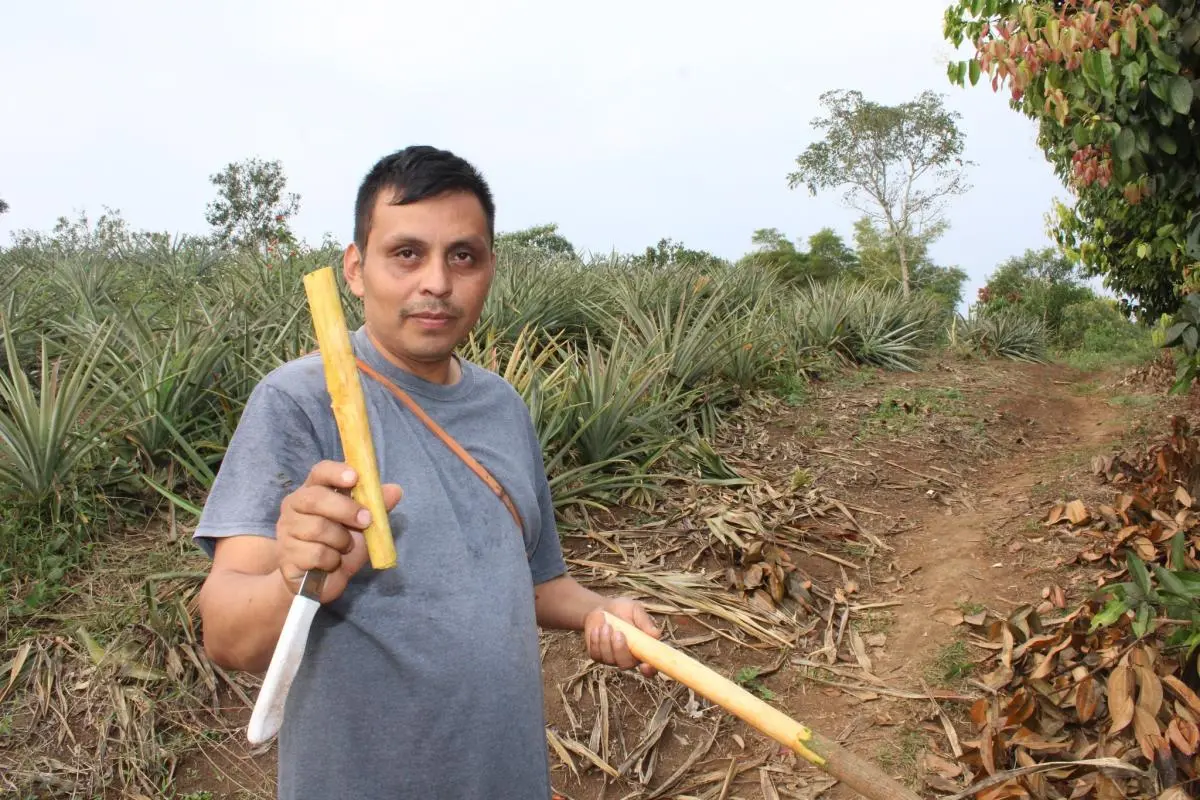 Canela veracruzana va al extranjero: aumenta producción de Ceilán en Zozocolco