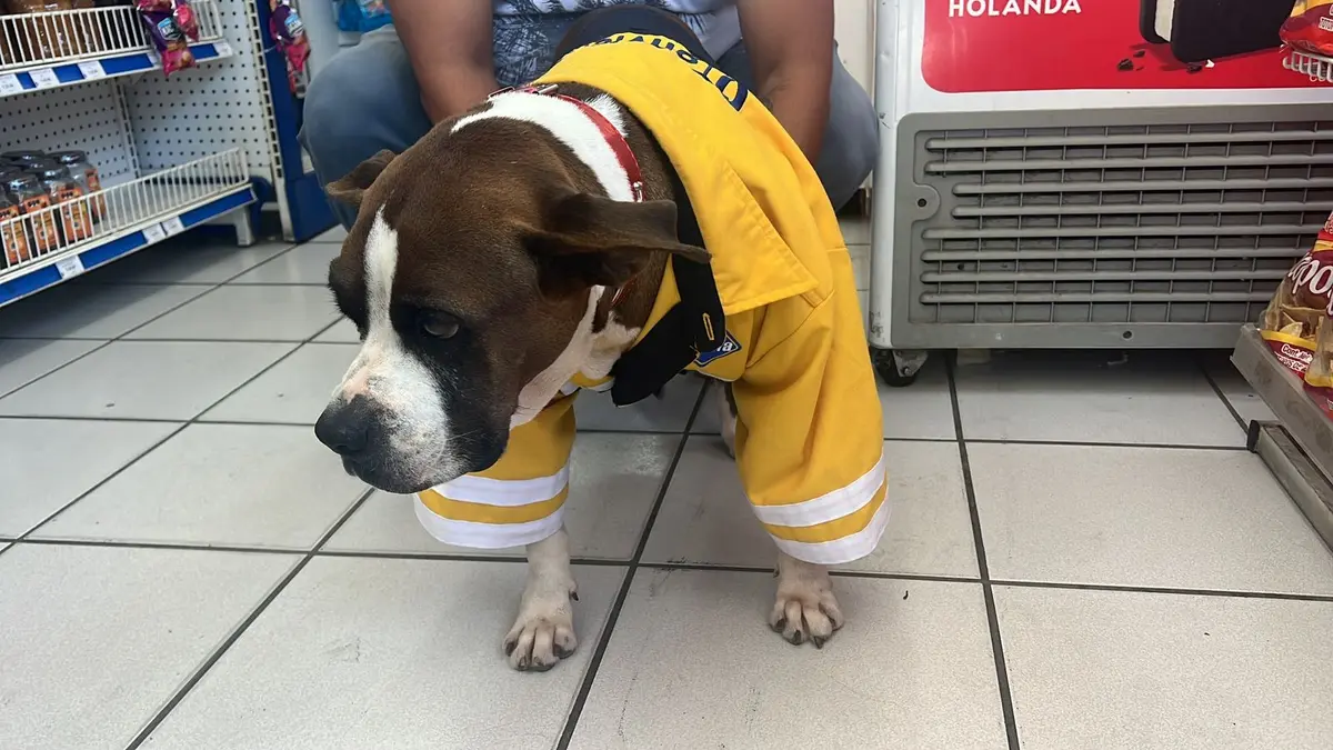 Lázara, perrita que fue curada y adoptada por tienda en Coatza