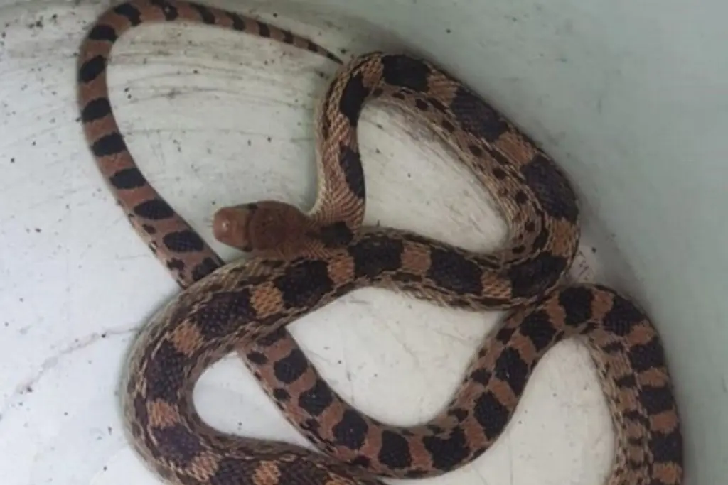 Hallan enorme serpiente en el motor de un auto