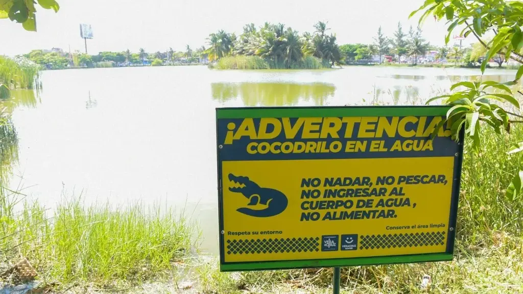 Alertan de presencia de cocodrilo en laguna de Veracruz