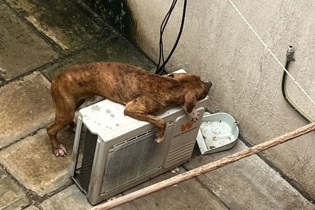 Piden ayudar para rescatar a perrito; acusan maltrato animal en fraccionamiento de Veracruz